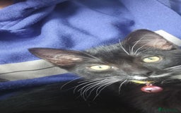 Domestic Shorthair cats for sale: Oreo  - Image 4