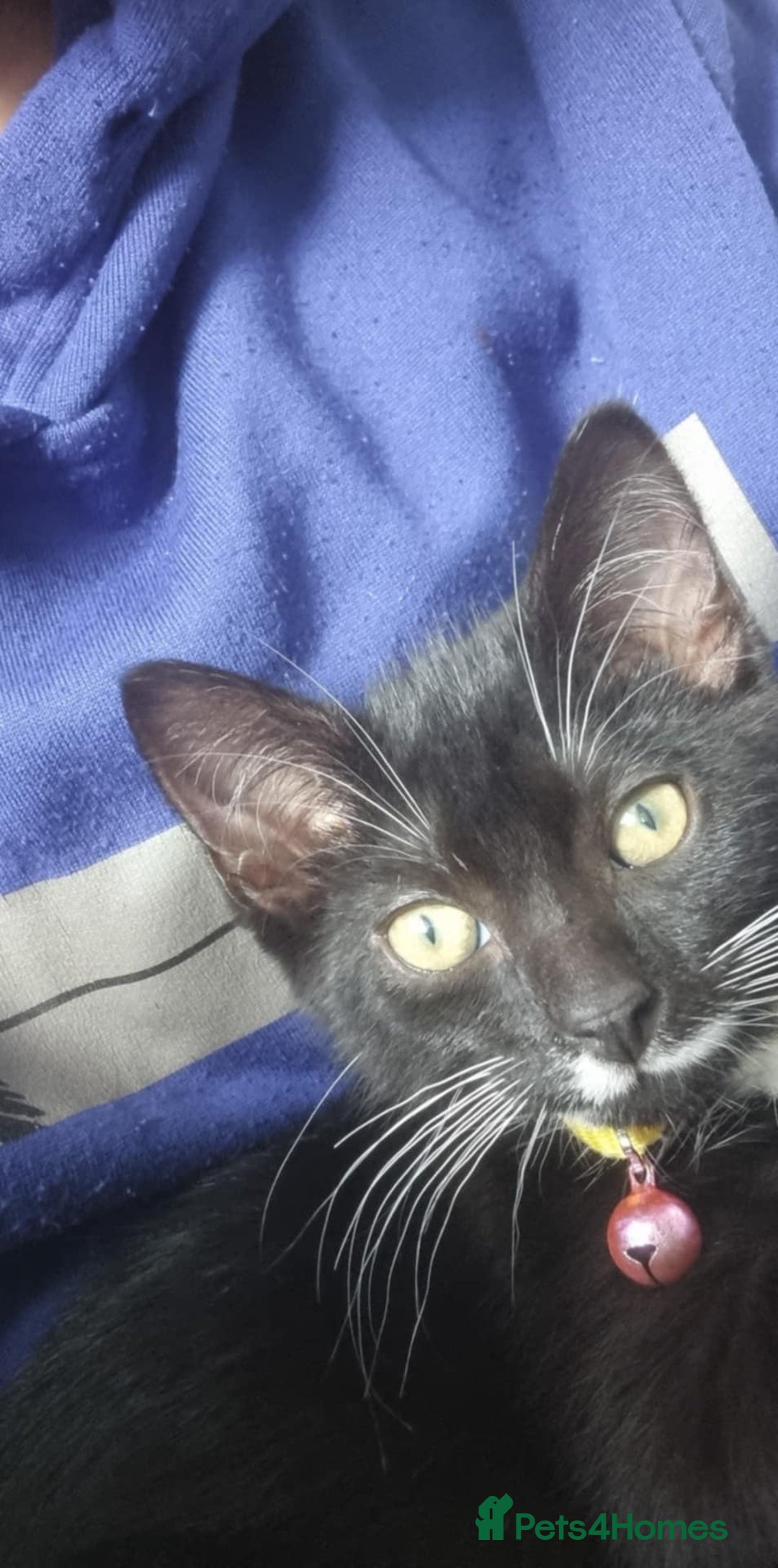 Domestic Shorthair cats for sale: Oreo  - Image 4