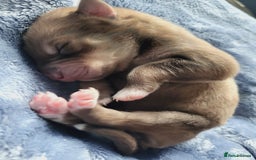 Mixed Breed dogs for sale: STUNNING LITTER SIBERIAN HUSKY x RED FOX LABRADOR - Advert 9