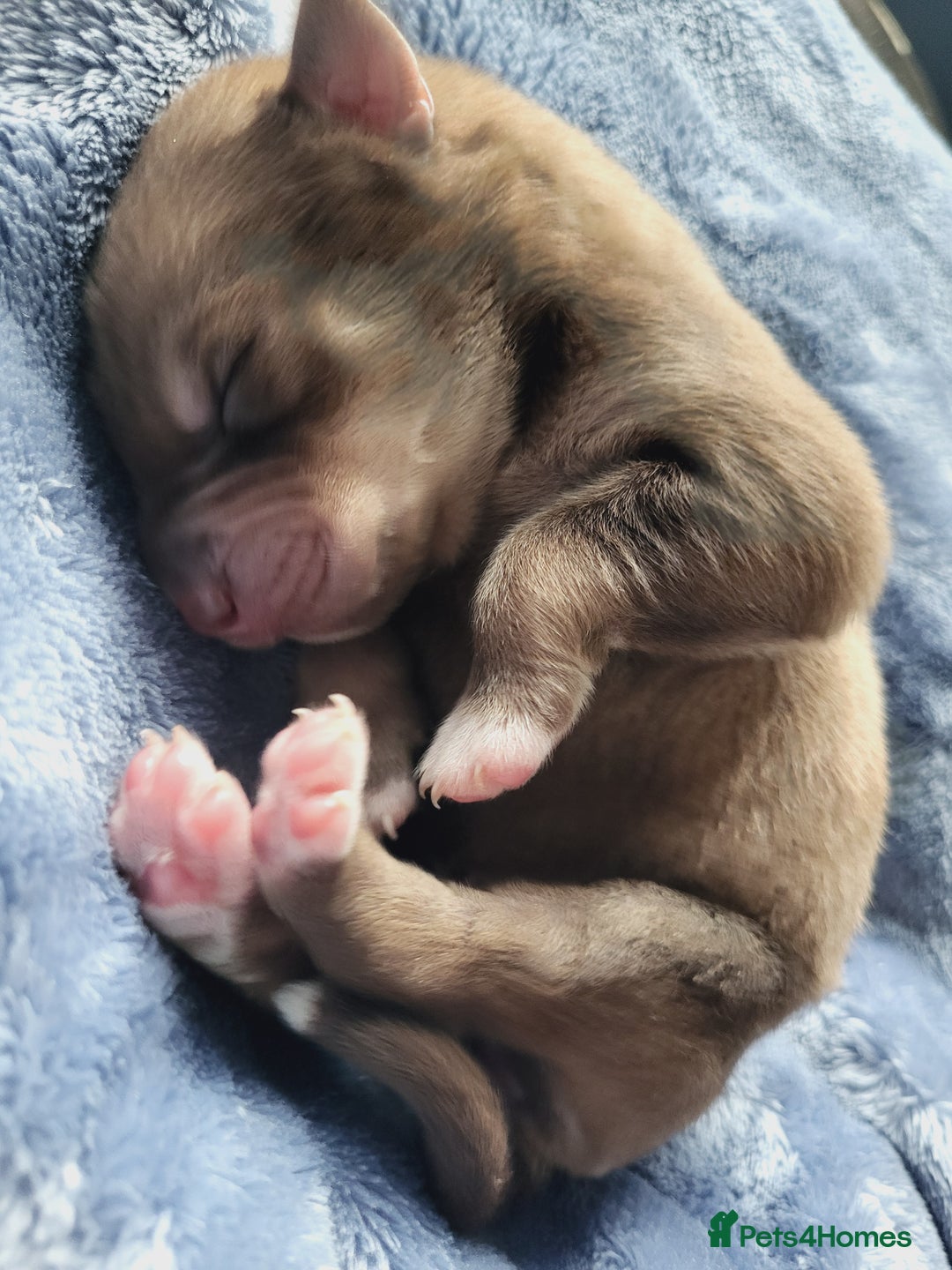 Mixed Breed dogs for sale: STUNNING LITTER SIBERIAN HUSKY x RED FOX LABRADOR - Advert 9