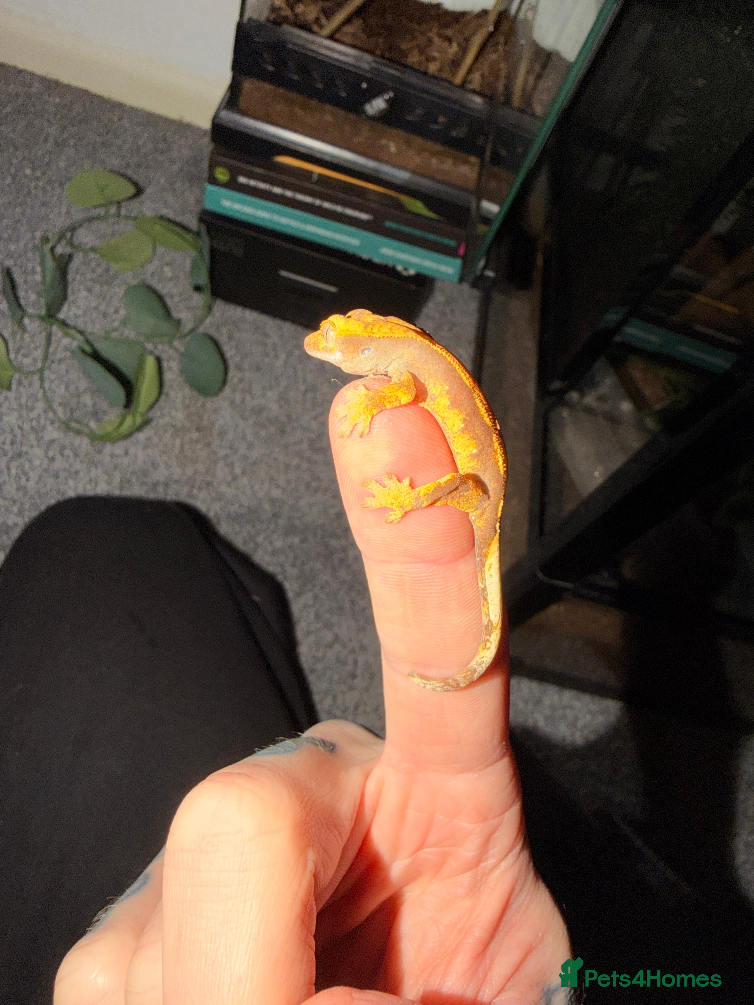 Gecko reptiles Baby crested geckos - Advert 19