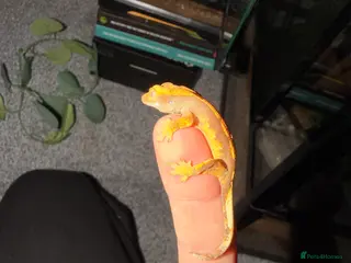 Gecko reptiles Baby crested geckos - Advert 9