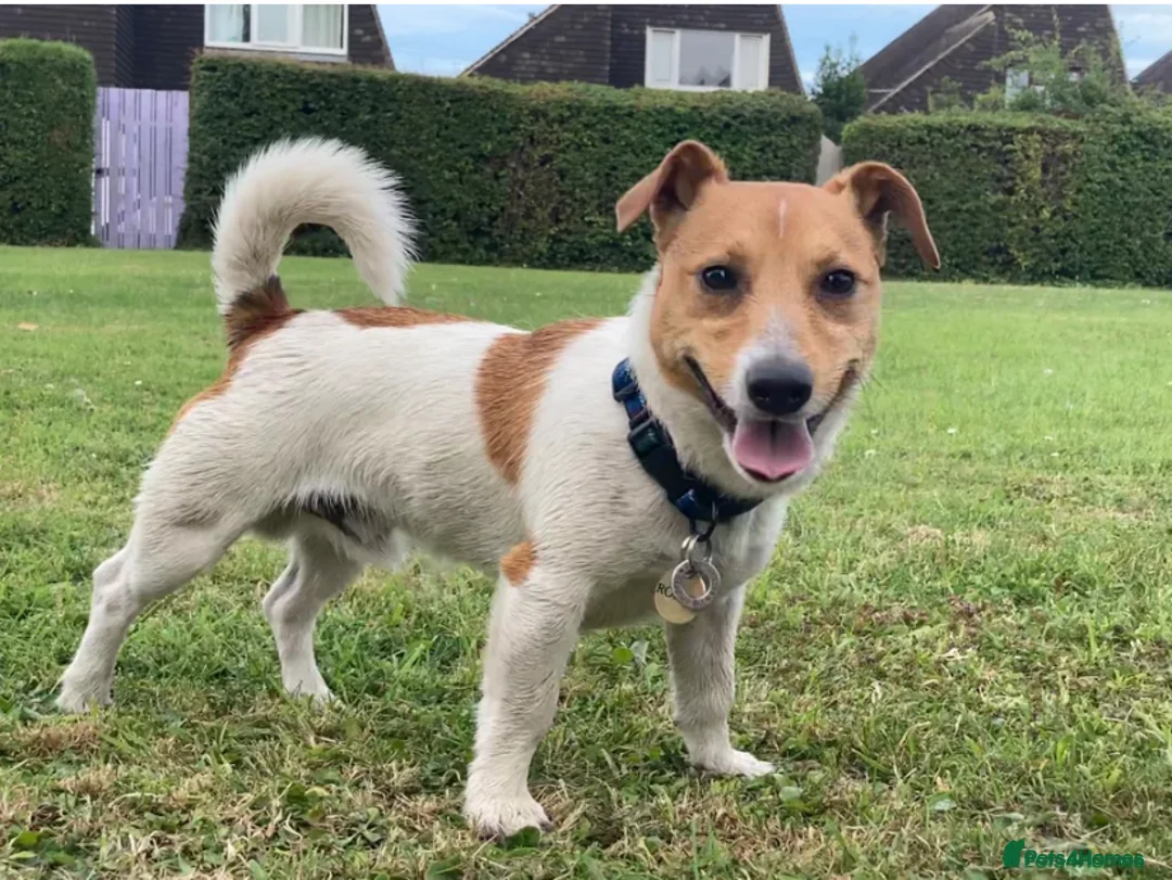 Jack Russell dogs for stud: Proven Miniature Tri Colour Jack Russell for stud - Advert 8