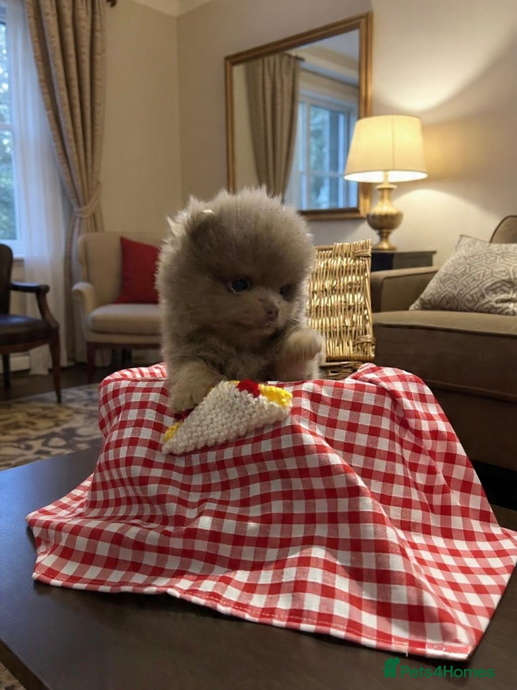 Pomeranian dogs  LAST BEAUTIFUL  LILAC POMERANIAN - Advert 7