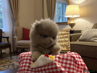 Pomeranian dogs LAST BEAUTIFUL LILAC POMERANIAN - Advert 7