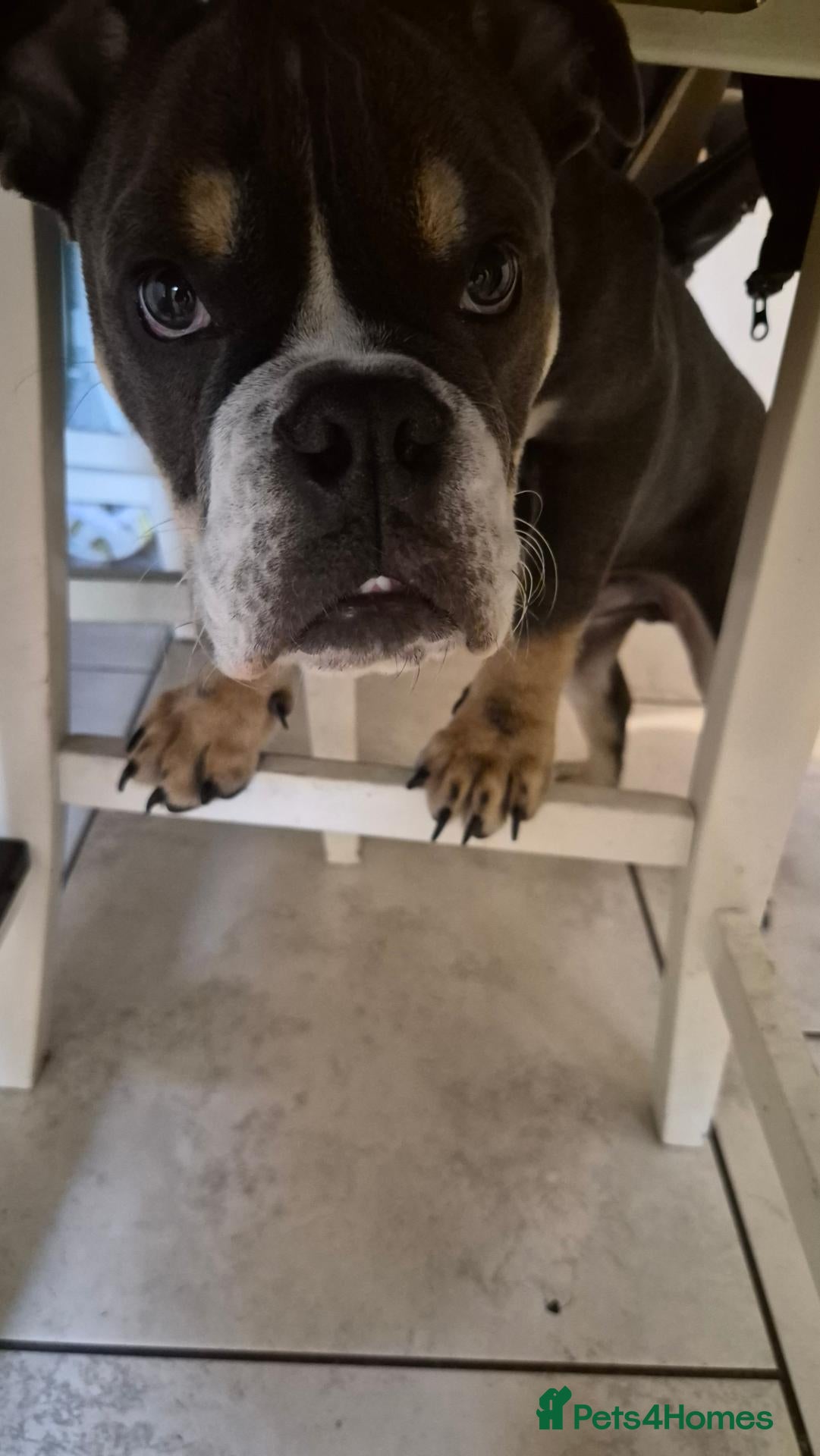 English Bulldog dogs Boyce - Advert 1