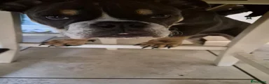English Bulldog 1