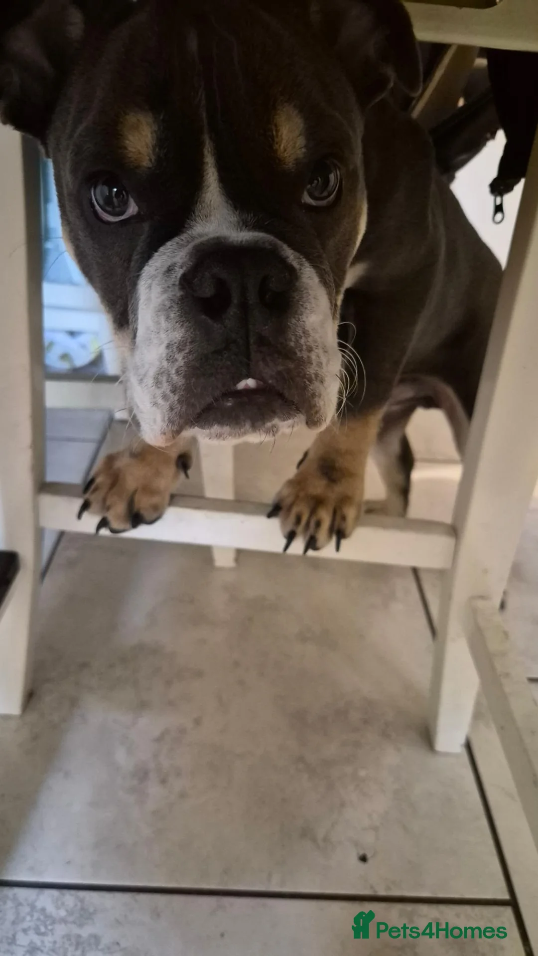 English Bulldog dogs for sale: Boyce - Advert 1