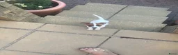Jack Russell dogs for sale: Beautiful 12-Week-Old Female Puppy in Gravesend - Advert 6