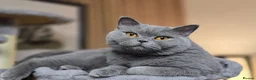 British Shorthair cats for sale: Beautiful Blue Active Queen – GCCF Registered - Advert 4