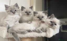 Ragdoll cats for sale: Amazing top Quality Ragdolls  - Image 3
