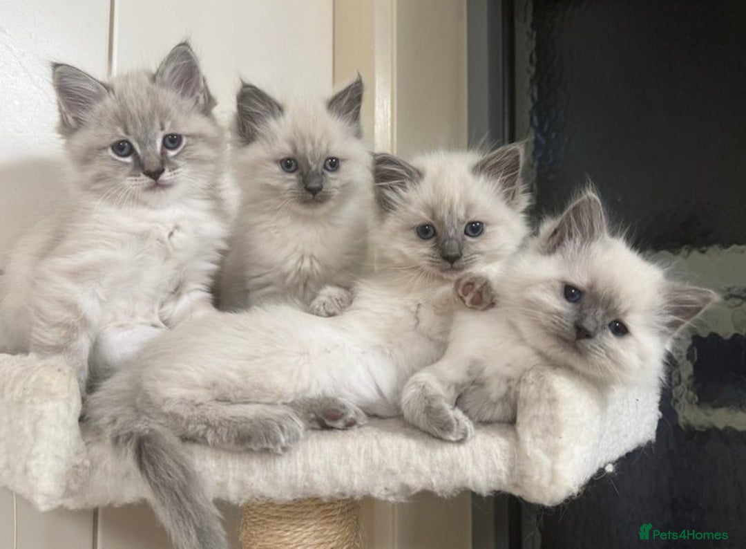Ragdoll cats for sale: Amazing top Quality Ragdolls  - Image 3
