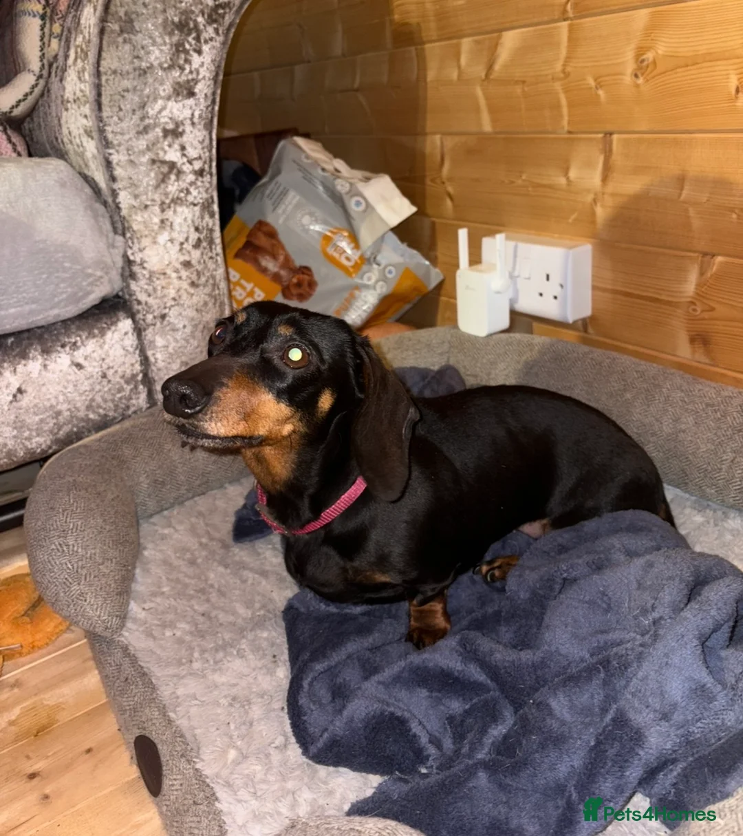 Dachshund dogs for sale: Dachshund girl - Advert 2