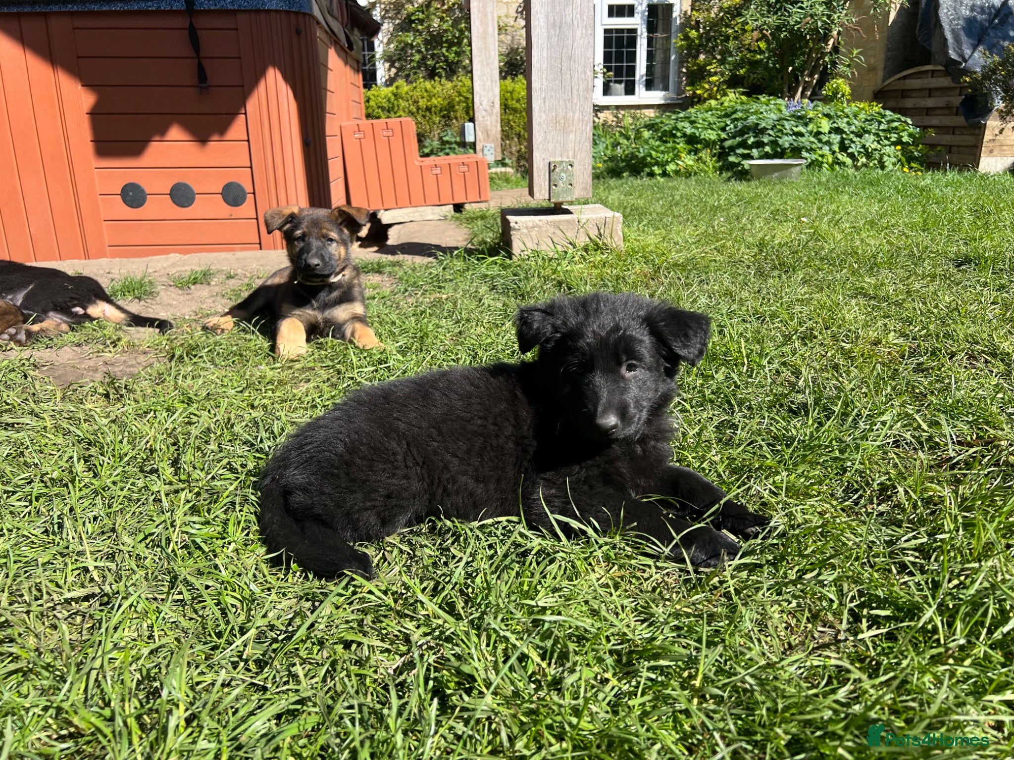 German Shepherd dogs Straight Back w/line German Shepherd puppies - Advert 1