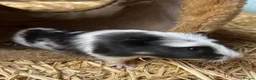 Guinea Pig rodents for sale: Guinea pigs in Ipswich - Advert 8