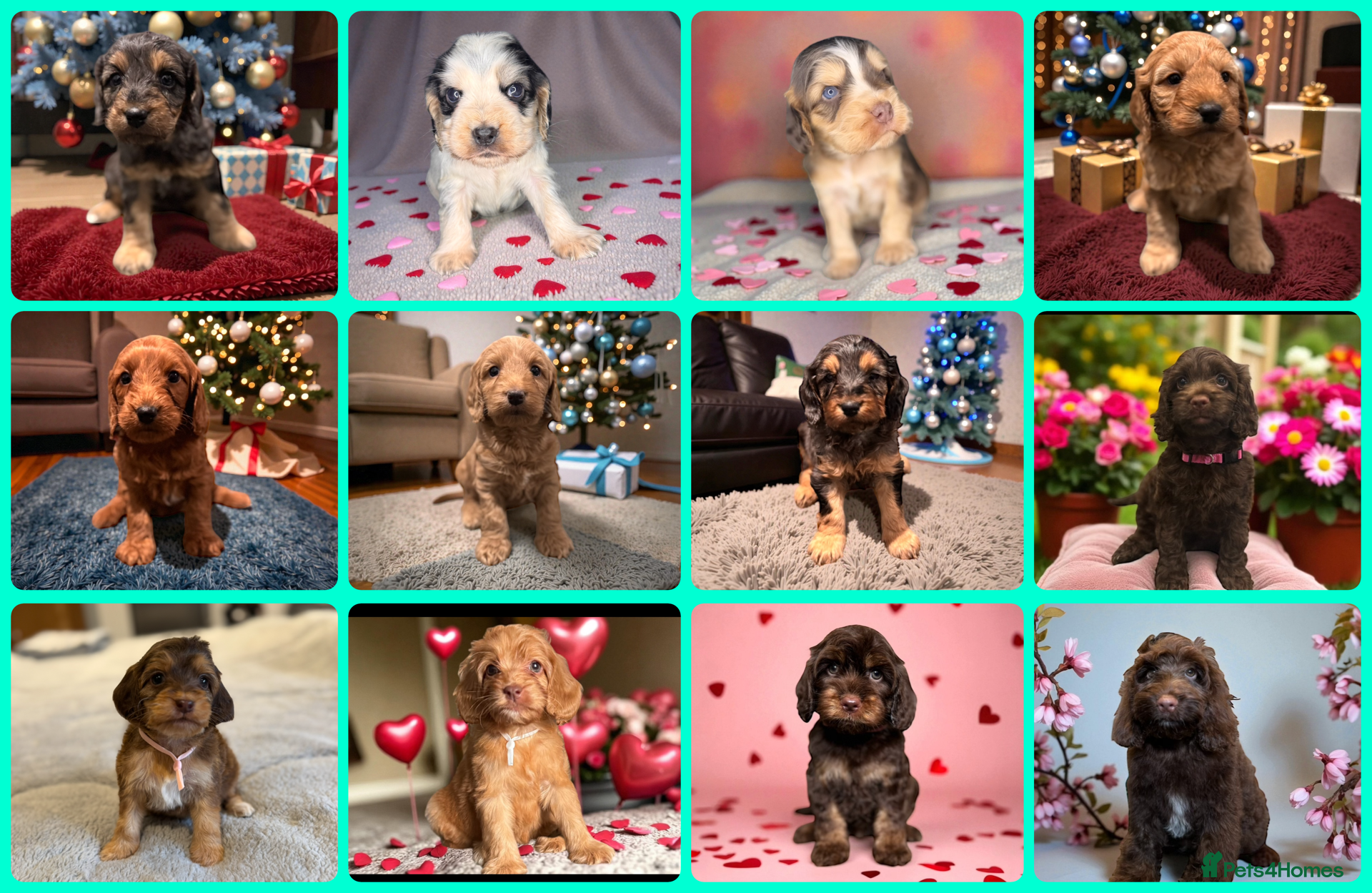 Cockapoo dogs 🐶THE MOST PERFECT SHOW SPANIELS and F1 COCKAPOOS - Advert 5