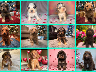 Cockapoo dogs 🐶THE MOST PERFECT SHOW SPANIELS and F1 COCKAPOOS - Advert 5