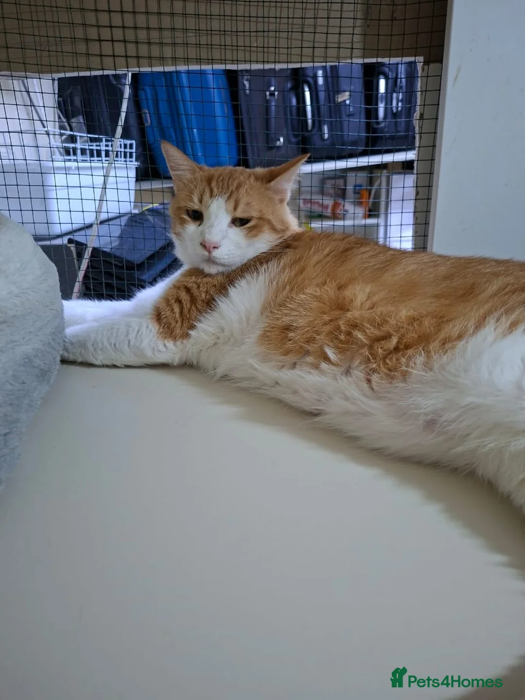 Arabian Mau cats for adoption: Ricardo  - Advert 5