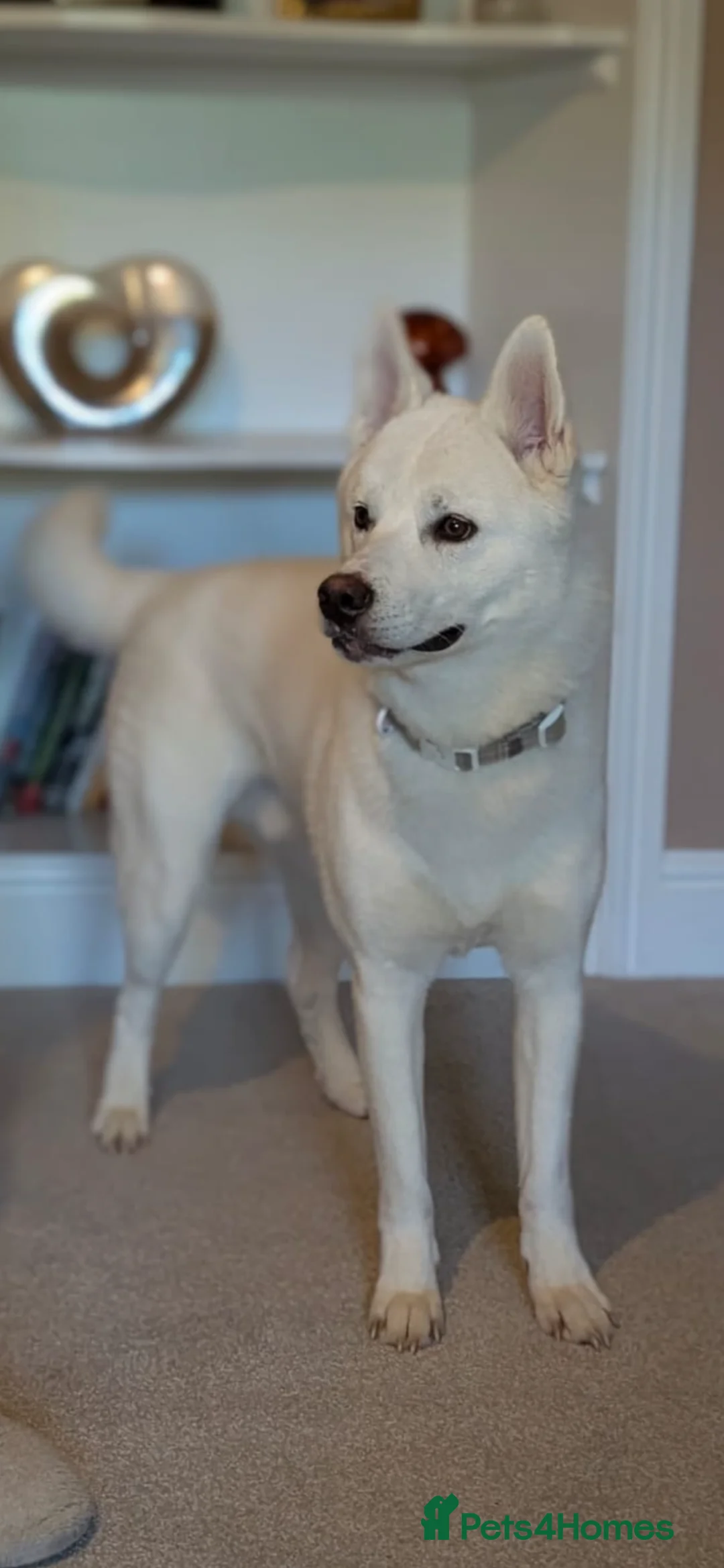 Huskita dogs for sale: Huskita male 10 months old in Lancaster - Advert 3