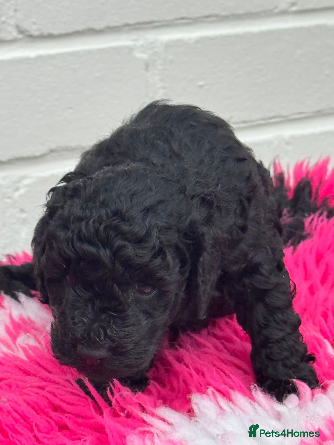Miniature Poodle dogs for sale: DNA H/Tested Miniature poodle  - Image 12