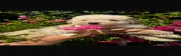 Cavapoo dogs for sale: Cavapoo F1 puppies  - Advert 20