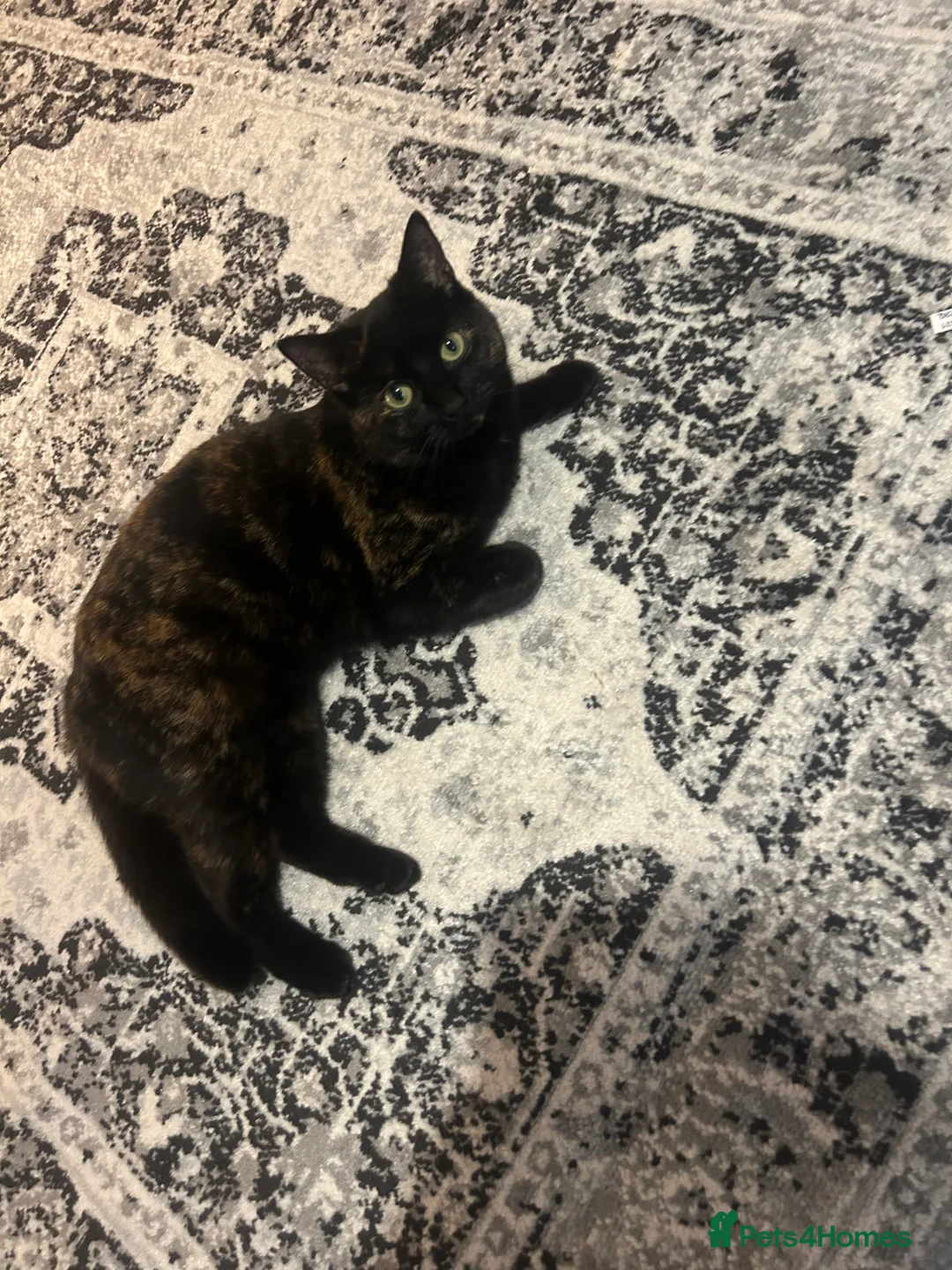 Mixed Breed cats for sale: Female cat (piper) free to a new LOVING home❤️ - Advert 4