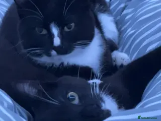 Mixed Breed cats Arlo and polo - Advert 1