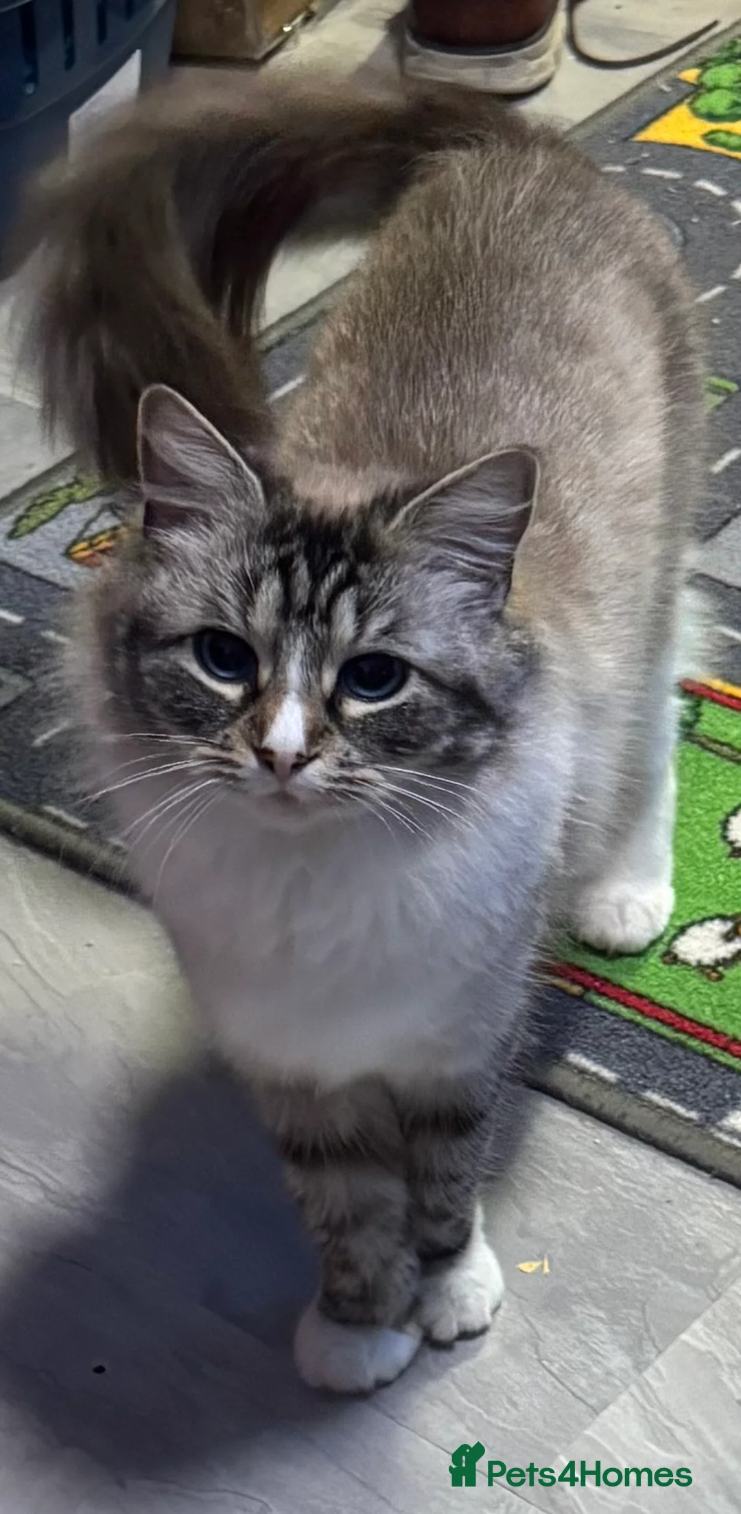 Ragdoll cats for sale: Ragdoll in Hull - Advert 2