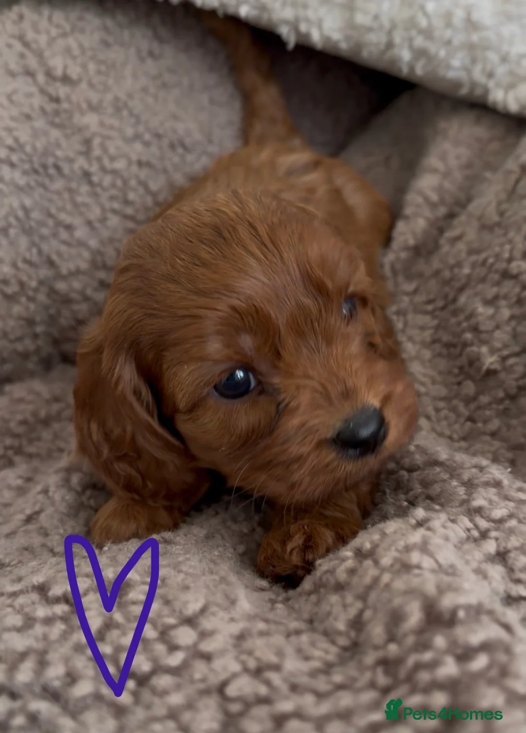 Cavapoo dogs for sale: F1 Cavapoo Puppies 🤎 3 girls, 2 boys 🤎 - Advert 5