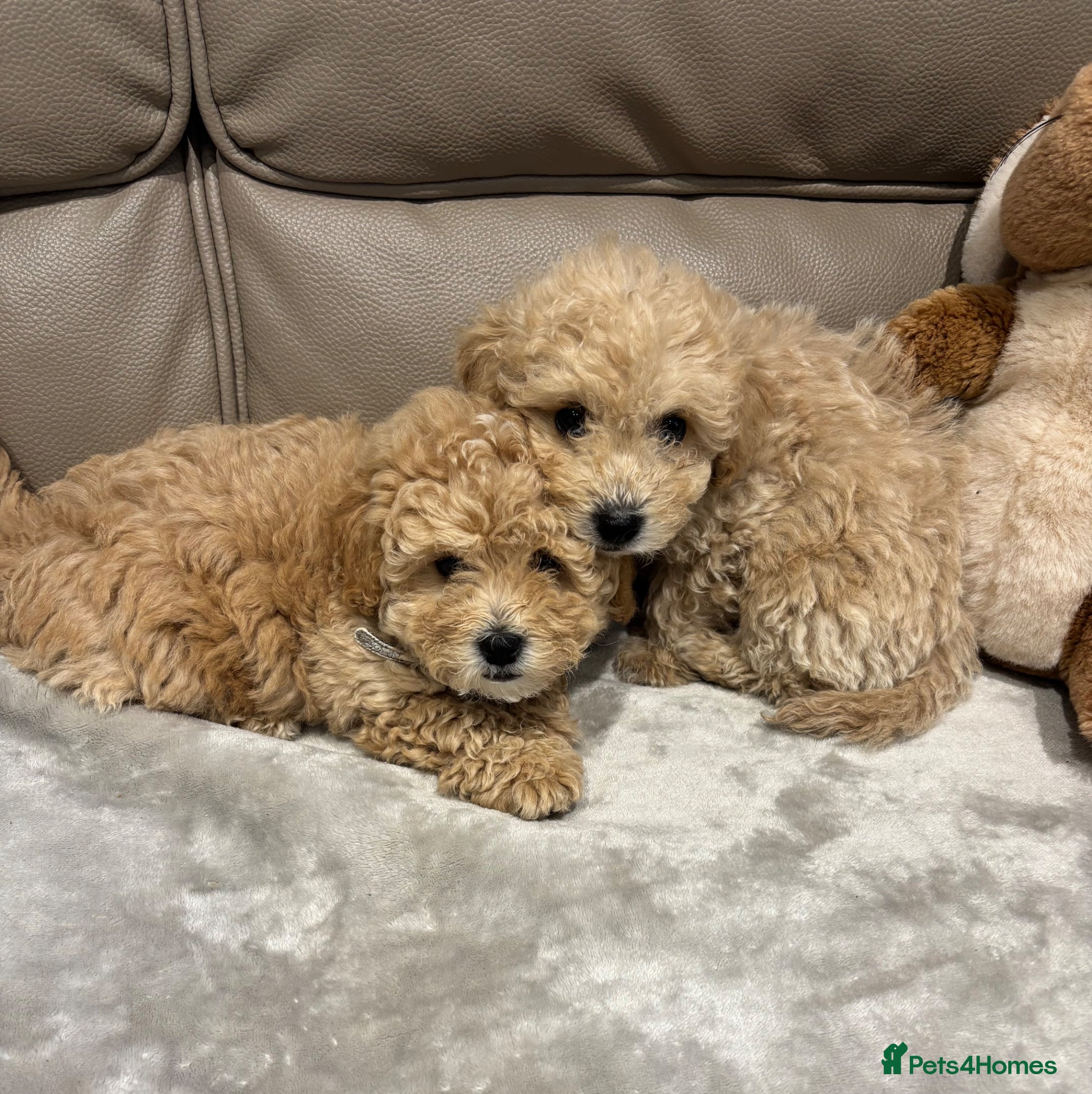 Maltipoo dogs F1 maltipoo  (Two gorgeous BOYS remaining)  - Advert 1