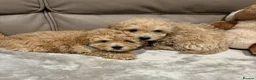 Maltipoo dogs for sale: F1 maltipoo  (Two gorgeous BOYS remaining)  - Advert 1