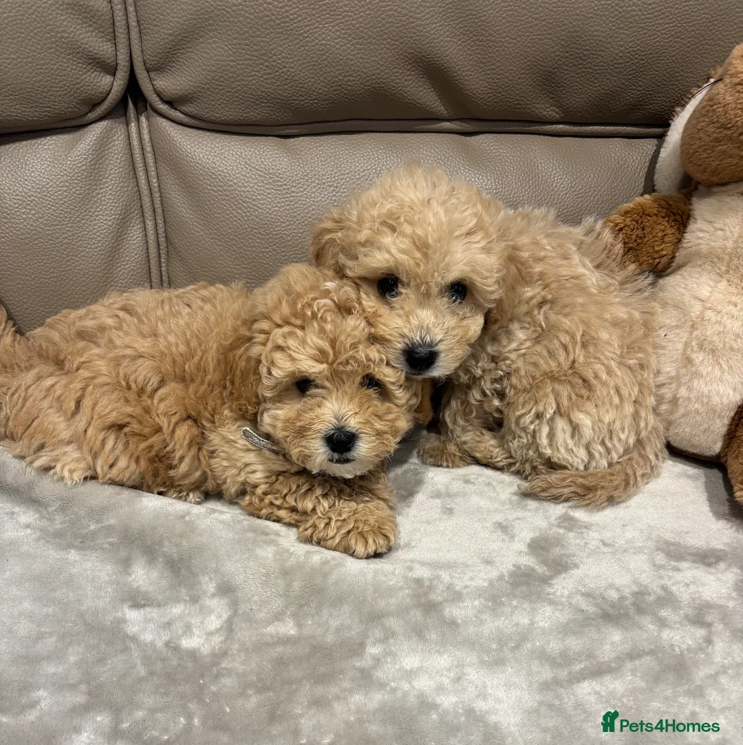 Maltipoo dogs for sale: F1 maltipoo  (Two gorgeous BOYS remaining)  - Advert 1