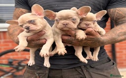 French Bulldog dogs for sale: ‼️ READY TO LEAVE NOW -3 French bulldog pups left! in Ripley - Image 25