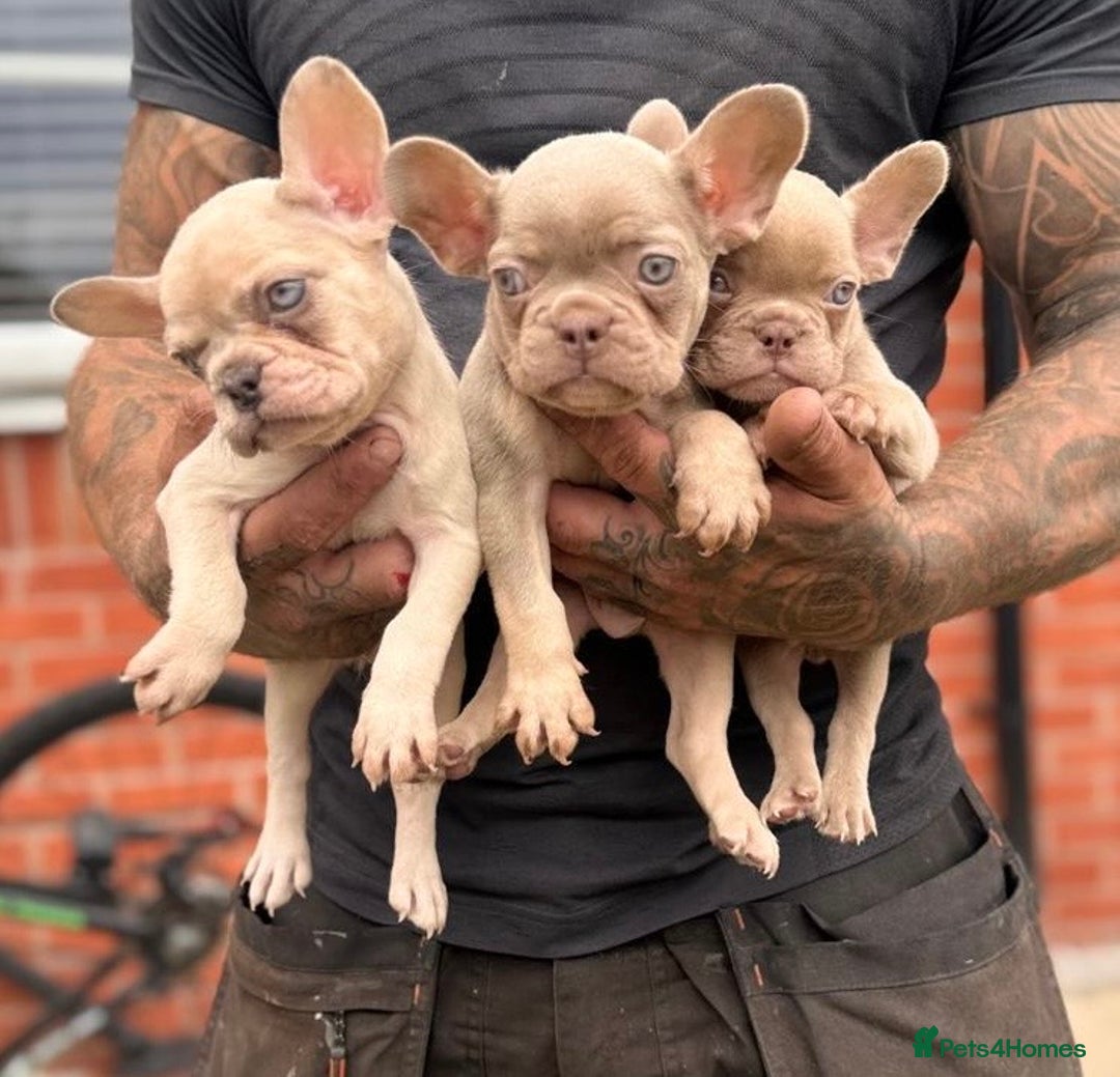 French Bulldog dogs for sale: ‼️ READY TO LEAVE NOW -3 French bulldog pups left! in Ripley - Image 25