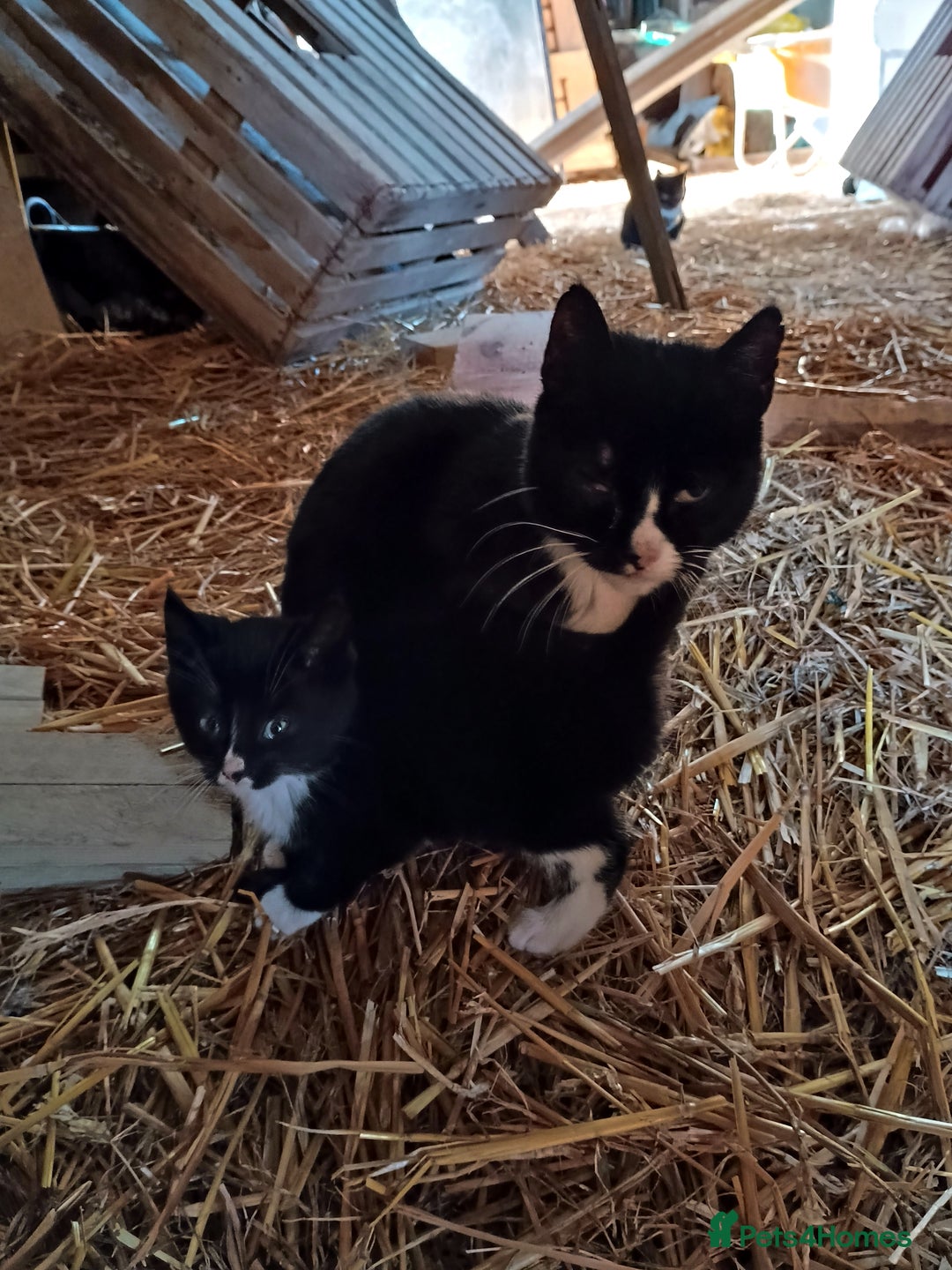 Mixed Breed cats for sale: Kittens for sale - Advert 6