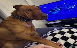 Mixed Breed dogs for sale: Mixed breed 2 year old - Image 2