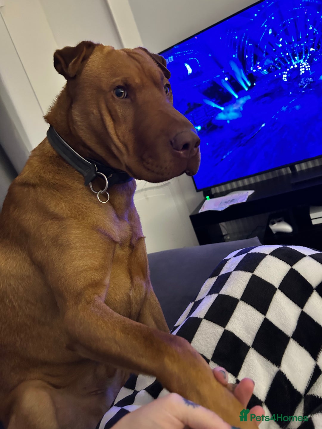 Mixed Breed dogs for sale: Mixed breed 2 year old - Image 2