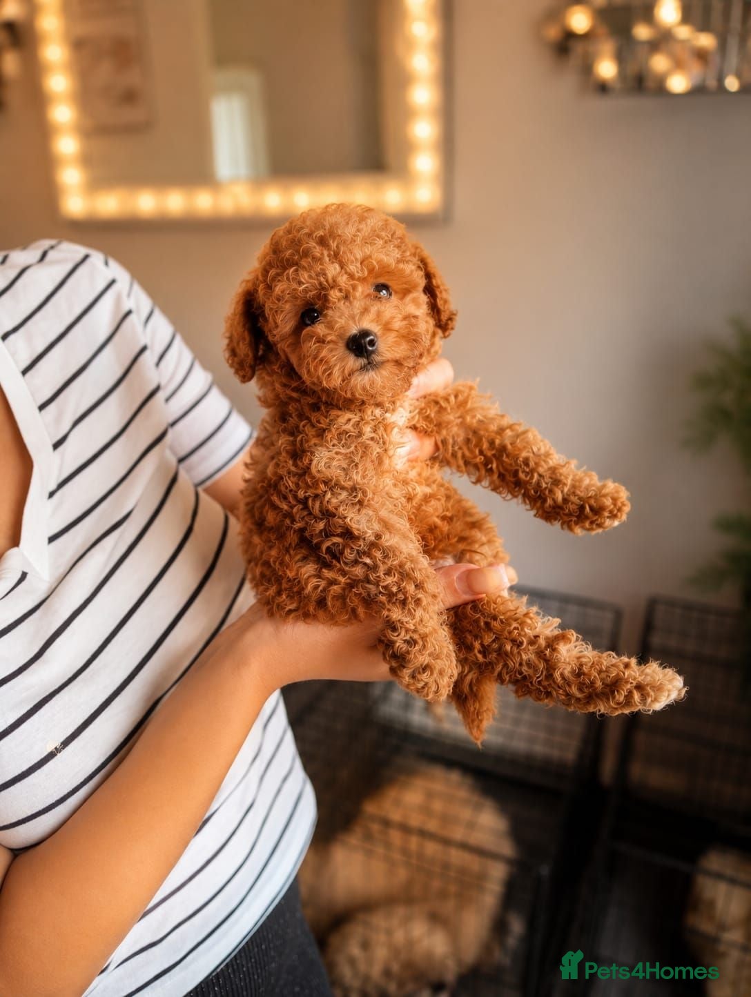Maltipoo dogs Tiny Asian Maltipoo Puppies - Advert 12