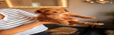 Maltipoo 4