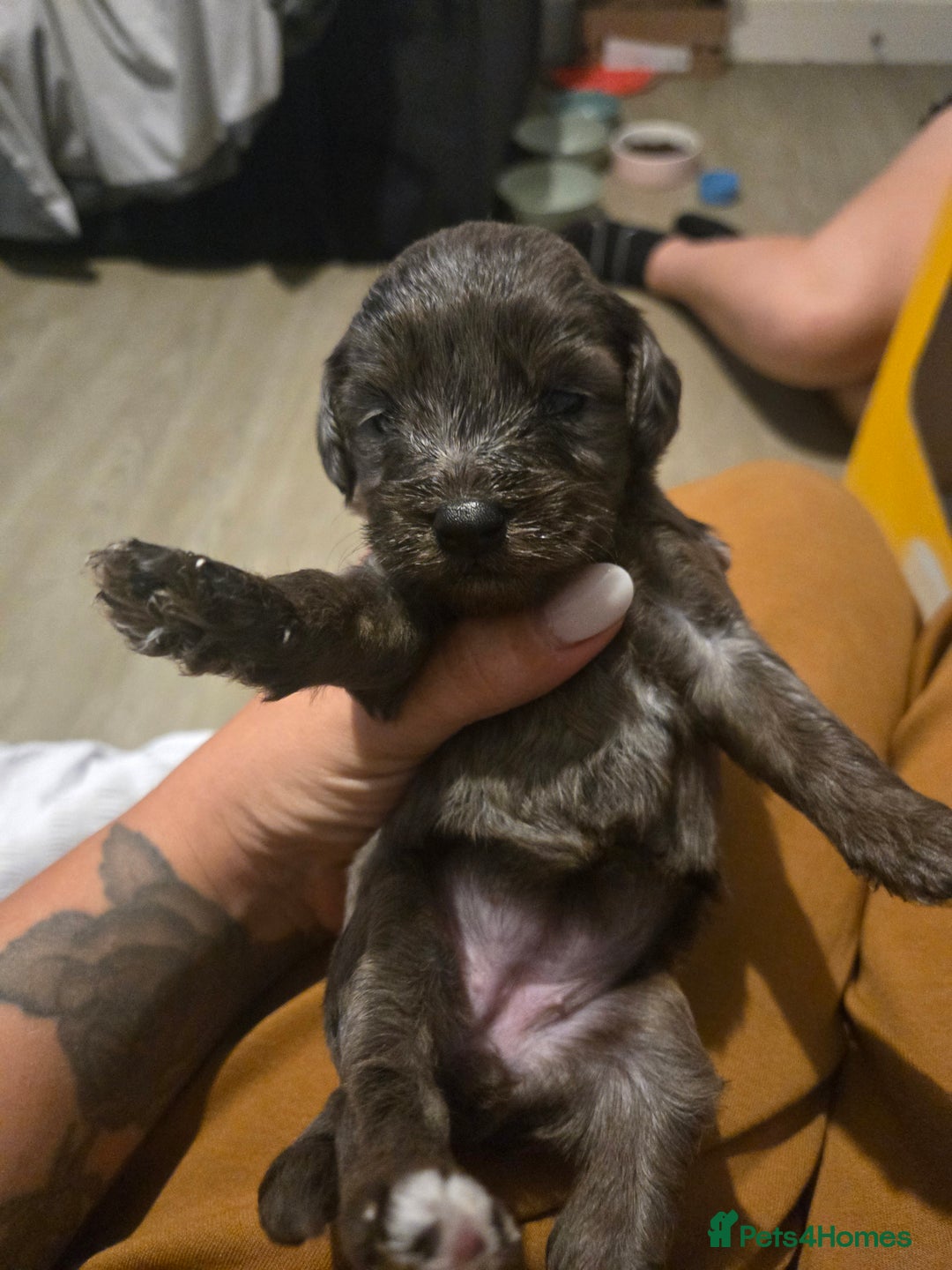 Cockapoo dogs for sale: F2 Cockapoos - Image 12