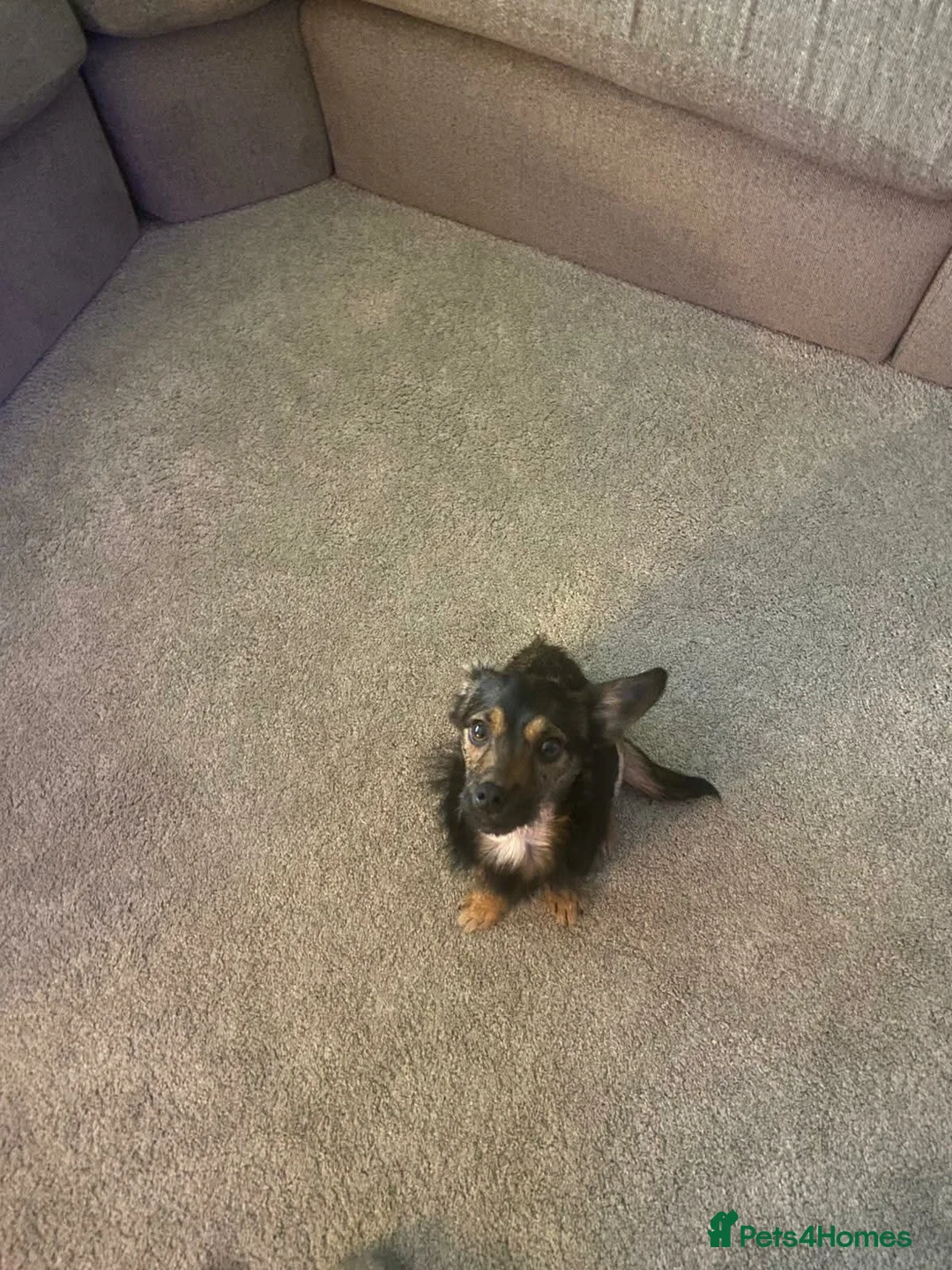 Mixed Breed dogs for sale: Cockapoo/chihuahua boy  - Advert 1