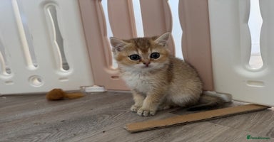 British Shorthair cats - Advert 2