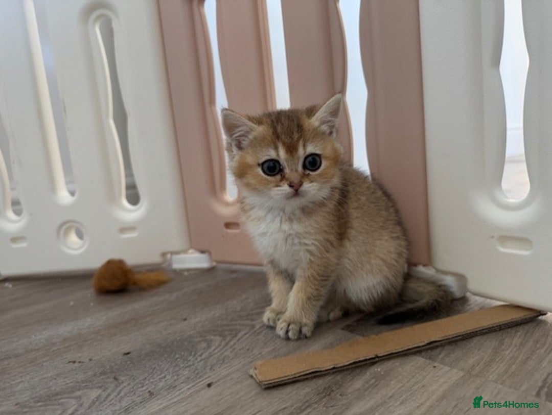 British Shorthair cats for sale: Championship Line Golden Tipped British Shorthair  - Image 2