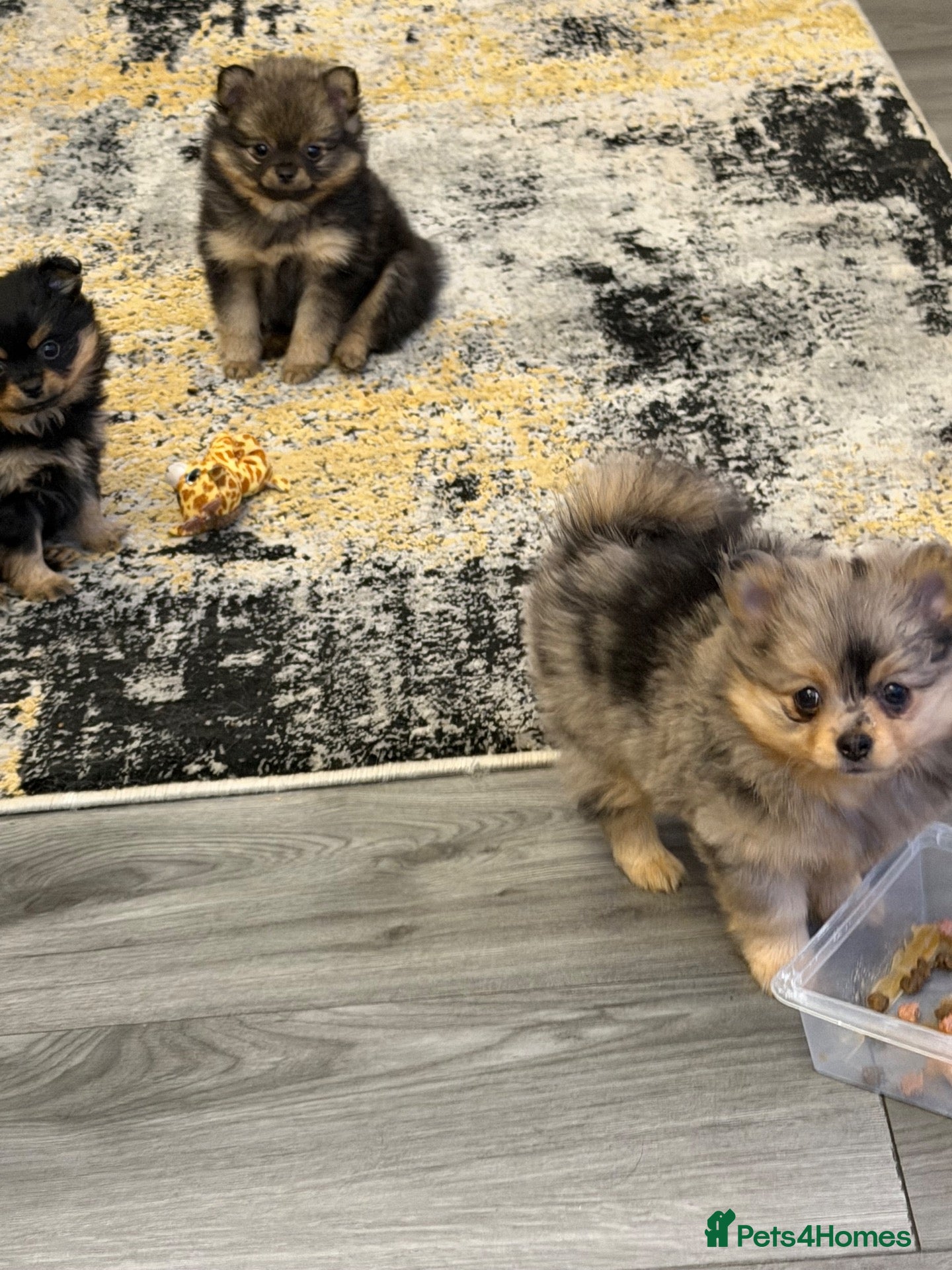 Pomchi dogs 3/4 poms  - Advert 15