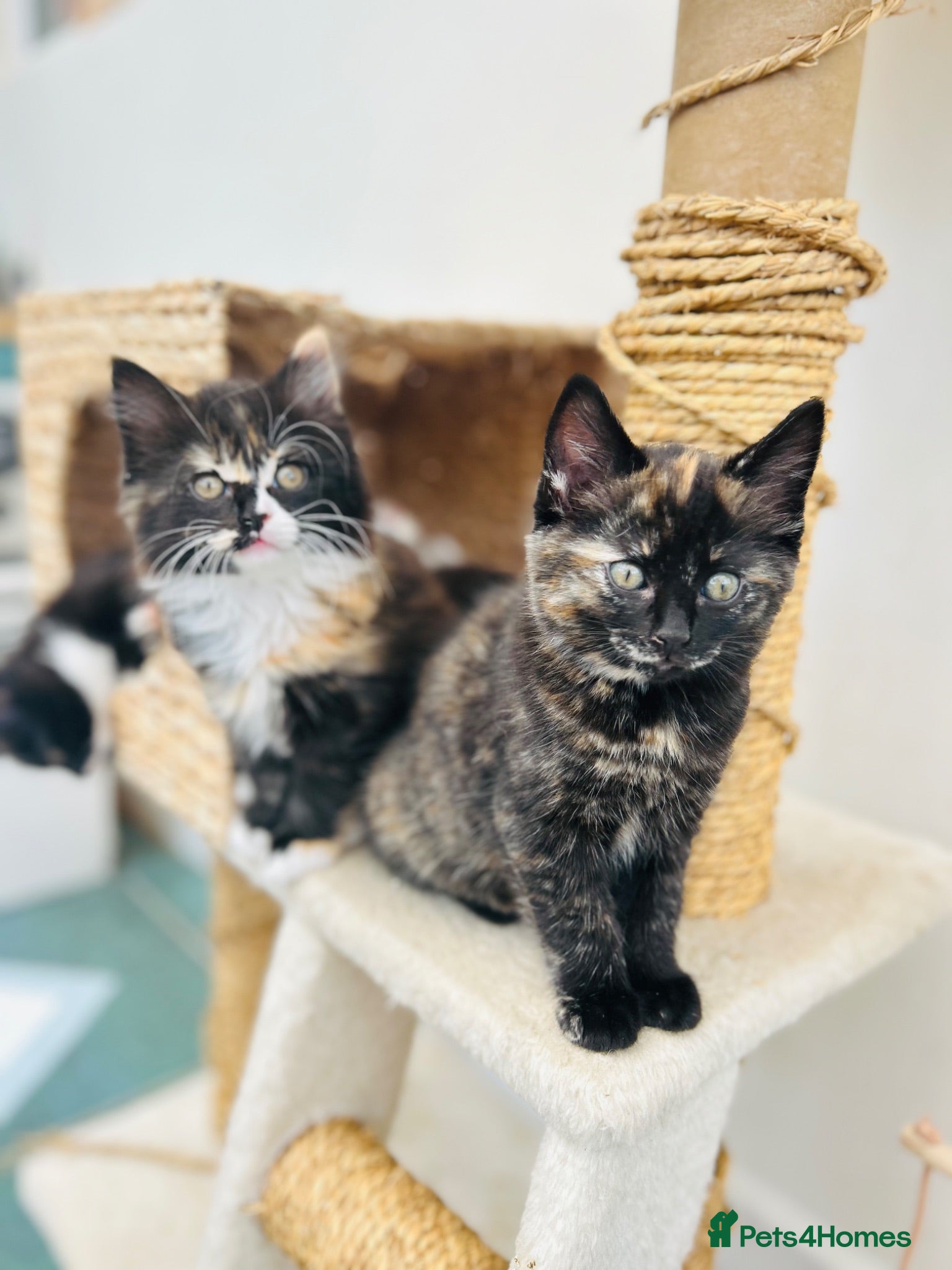 British Shorthair cats Beautiful British Shorthair and Ragdoll cross  - Advert 2