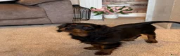 Cavapoo dogs for sale: King Charles cavalier 2 beautiful girls in Great Yarmouth - Advert 4