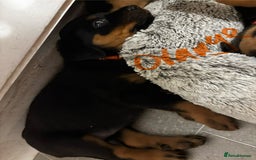 Rottweiler dogs for sale: Gorgeous girl Rottie pups - Image 14