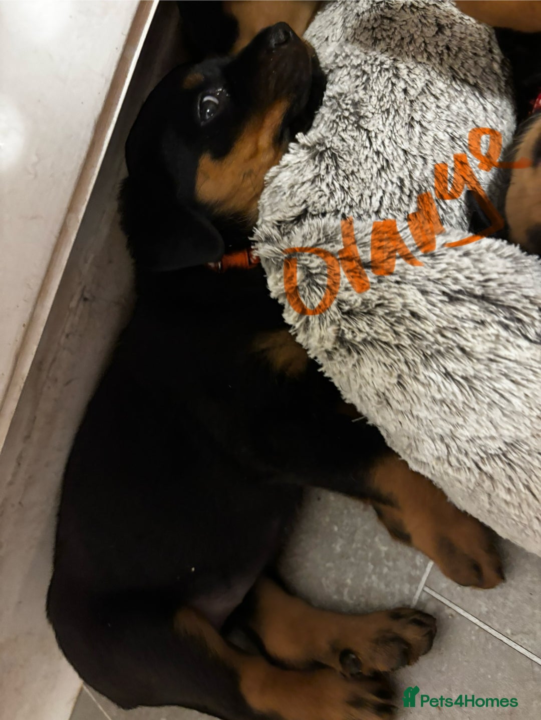Rottweiler dogs for sale: Gorgeous girl Rottie pups - Image 14