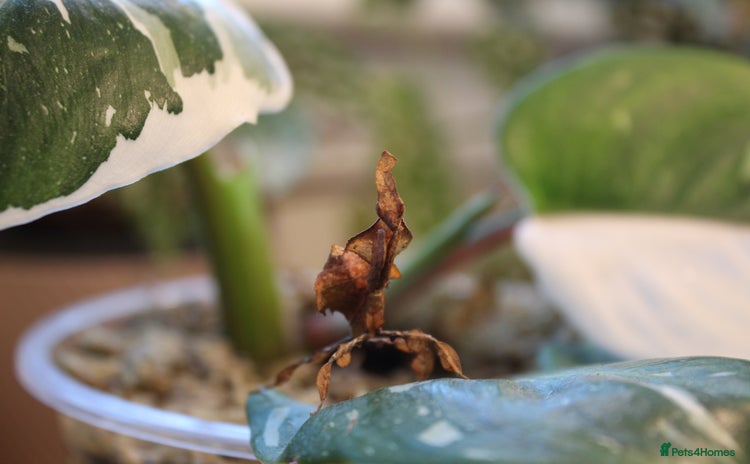 Praying Mantis invertebrates - Advert 1