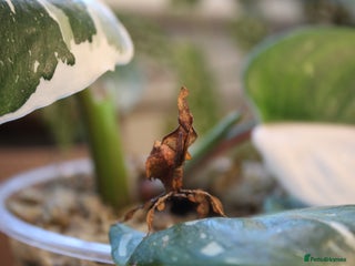 Praying Mantis invertebrates - Advert 9